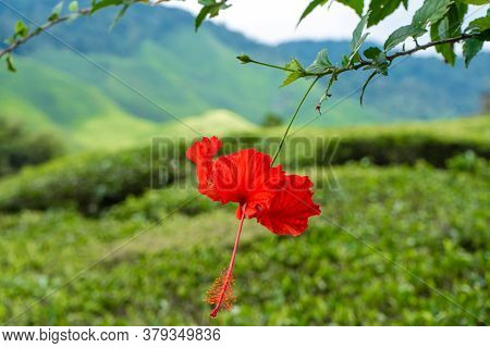 Hibiscus Flowers In The Wild, Against The Backdrop Of Green Hills.