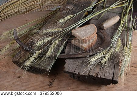 Bread, Ears Of Wheat And An Old Sickle On A Wooden Board.bunch Of Mown Wheat Ears With Vintage Handm