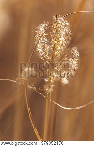 Macro Detail Of Autumn Dried Out Flowers Of Chineese Maiden Silvergrass Or Miscanthus Sinensis