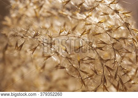Macro Detail Of Autumn Dried Out Flowers Of Chineese Maiden Silvergrass Or Miscanthus Sinensis