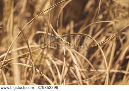 Macro Detail Of Autumn Dried Out Bush Of Chineese Maiden Silver Grass Or Miscanthus Sinensis; Dried 