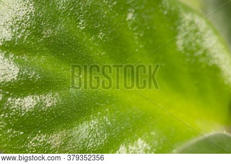 Macro Detail Of Sunlit African Violet Leaf Nervature, Nature Foliage Background With Green Leaf Text