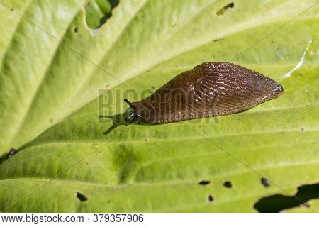 Red Slug ( Arion Rufus ) On A Green  Leaf. Cause Of The Most Damage In Garden. Agricultural Pest. Cl
