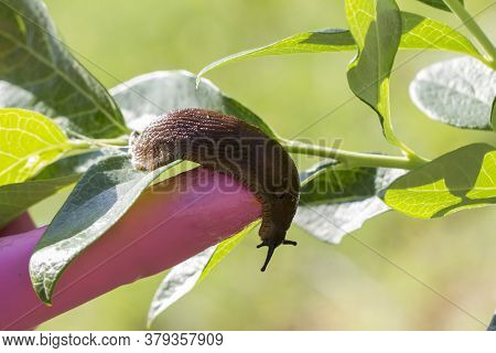 Red Slug ( Arion Rufus ) Found By The Farmer On A Young Plant. Cause Of The Most Damage In Garden.