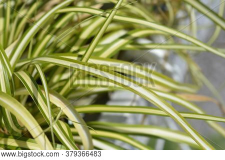 Striped Weeping Sedge Evergold - Latin Name - Carex Oshimensis Evergold