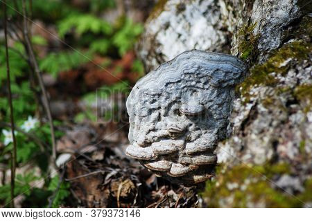 Close-up - In Spring, A Large Tree Flu On The Trunk Of An Old Tree. The Tree Is Covered With Green M