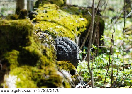Close-up - In Spring, A Large Tree Flu On The Trunk Of An Old Tree. The Tree Is Covered With Green M