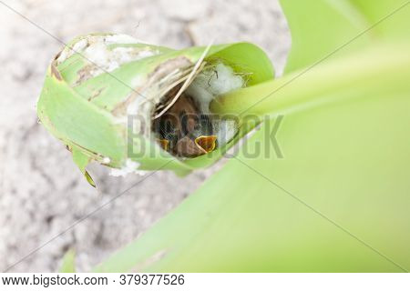 Baby Bird In The Nest Is Opening Mouth, Hungry For Food.