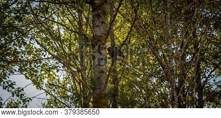 An Eagle Perched On A Branch In A Tree In A Woodland In Near Terrace, British Columbia, Canada