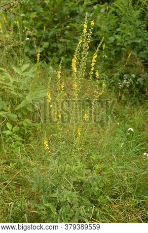 Common Agrimony (agrimonia Eupatoria).medicinal Plant:agrimonia Eupatoria. Common Agrimony