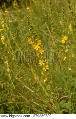 Common Agrimony (agrimonia Eupatoria).medicinal Plant:agrimonia Eupatoria. Common Agrimony