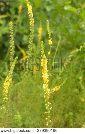 Common Agrimony (agrimonia Eupatoria).medicinal Plant:agrimonia Eupatoria. Common Agrimony