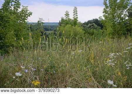 Common Agrimony (agrimonia Eupatoria).medicinal Plant:agrimonia Eupatoria. Common Agrimony