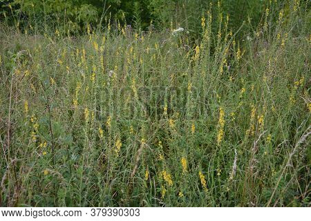 Common Agrimony (agrimonia Eupatoria).medicinal Plant:agrimonia Eupatoria. Common Agrimony