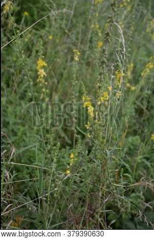 Common Agrimony (agrimonia Eupatoria).medicinal Plant:agrimonia Eupatoria. Common Agrimony