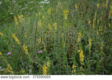 Common Agrimony (agrimonia Eupatoria).medicinal Plant:agrimonia Eupatoria. Common Agrimony