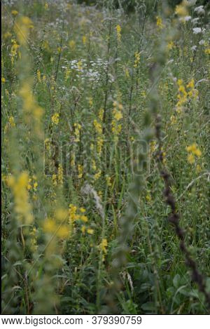 Common Agrimony (agrimonia Eupatoria).medicinal Plant:agrimonia Eupatoria. Common Agrimony