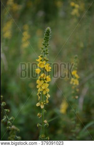 Common Agrimony (agrimonia Eupatoria).medicinal Plant:agrimonia Eupatoria. Common Agrimony