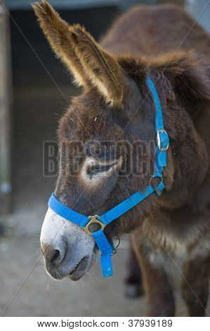 ลากับ hackamore สีน้ำเงิน