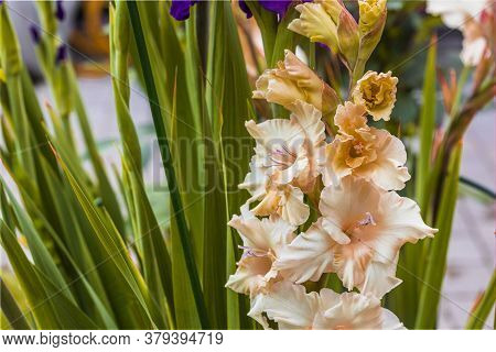 Close Up View Of сreamy White  Gladiolus Flower Isolated On Backgrounds. Beautiful Backgrounds.