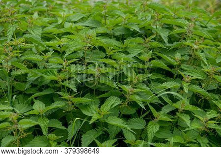 Dense Thickets Of Young Green Nettles. Close Up.