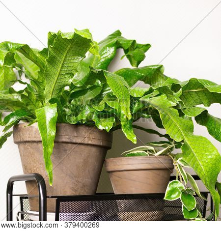 Microsorum Musifolium Plants On Shelf In Front Of Gray Wall. Crocodile Ferns.