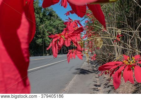 Beautiful Red Flowers On The Side Of The Road