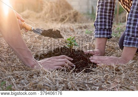 Hand Of People Helping Plant The Seedlings Tree To Preserve Natural Environment While Working Save W