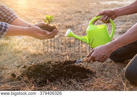 Hand Of People Helping Plant The Seedlings Tree To Preserve Natural Environment While Working Save W