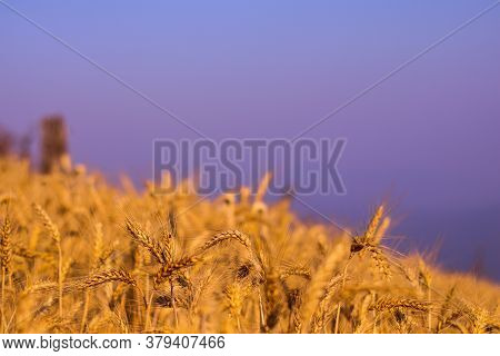 Field Of Wild Of Weat Scenery View As A Background