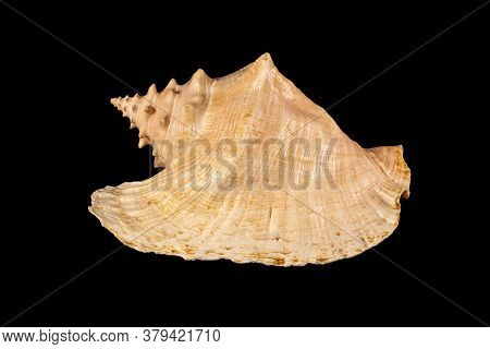 Sea Shell Isolated. Cassis Cornuta, Common Name The Horned Helmet, Is A Species Of Extremely Large S