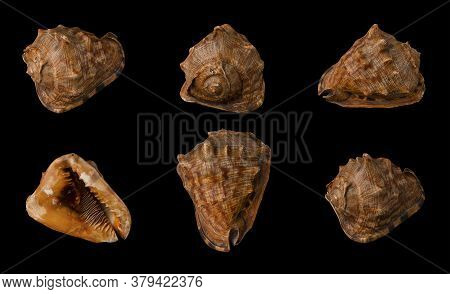 Large Seashell On Black Background, Isolated, Shot From Six Angles Close-up
