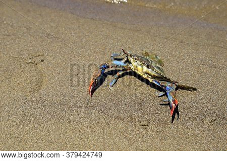 A Large Blue Crab, Callinectes Sapidus, With Big Claws Sits On The Sand Near Sea. Crab Fishing, Gour