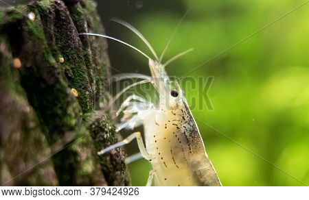 Macro Shot Of Freshwater Amano Shrimp. Caridina Multidentata.