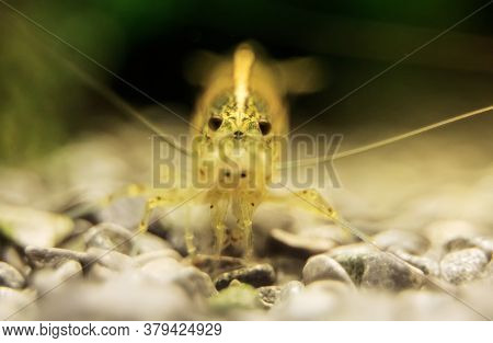 Macro Shot Of Freshwater Amano Shrimp. Caridina Multidentata.