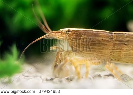 Macro Shot Of Freshwater Bamboo Shrimp. Atyopsis Moluccensis.