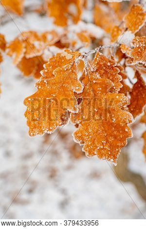 Amazing Orange Oak Tree Leaves Covered By Frost Close Up Photo. Winter Forest And Nature Atmosphere.