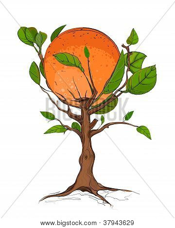 Orangenbaum
