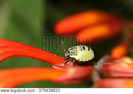 Common Green Shield Bug, (palomena Prasina), Nymph