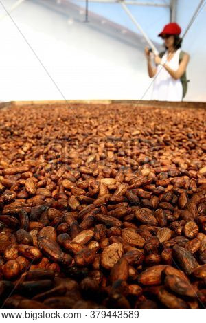 Ilheus, Bahia / Brazil - August 7, 2011: Dried Cacao Seeds Are Seen In A Fruit Plantation Farm In Th
