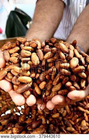 Ilheus, Bahia / Brazil - August 7, 2011: Dried Cacao Seeds Are Seen In A Fruit Plantation Farm In Th