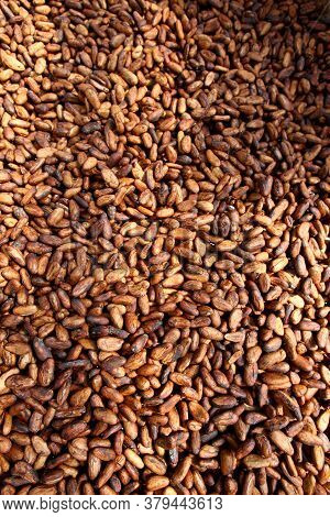 Ilheus, Bahia / Brazil - August 7, 2011: Dried Cacao Seeds Are Seen In A Fruit Plantation Farm In Th