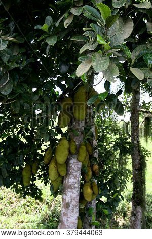 Itabuna, Bahia / Brazil - December 20, 2011: Jaqueira And Its Fruits Are Seen In The City Of Itabuna