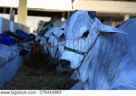 Salvador, Bahia / Brazil - November 29, 2015: Nellore Cattle Are Seen During An Agricultural Exhibit