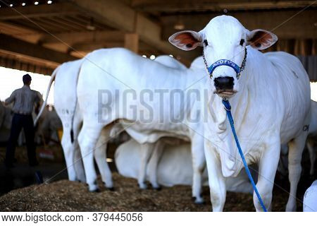 Salvador, Bahia / Brazil - November 29, 2015: Nellore Cattle Are Seen During An Agricultural Exhibit
