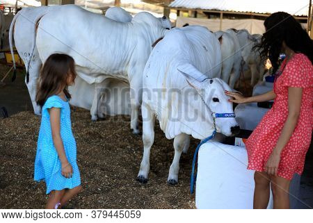 Salvador, Bahia / Brazil - November 29, 2015: Nellore Cattle Are Seen During An Agricultural Exhibit
