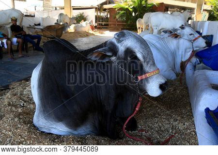 Salvador, Bahia / Brazil - November 29, 2015: Nellore Cattle Are Seen During An Agricultural Exhibit