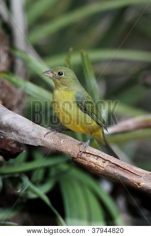 Malované Bunting (passerina Ciris)