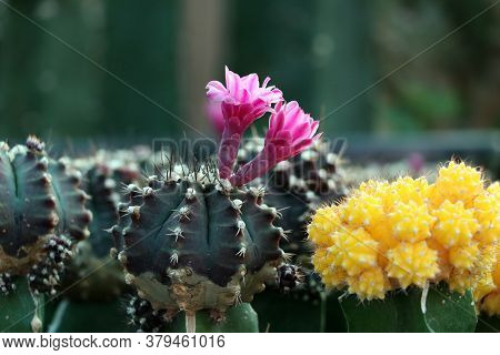 Pink Flowers Of Cactus Blooming From Gymnocalycium Mihanovichii Cactus Or Moon Cactus Plant.