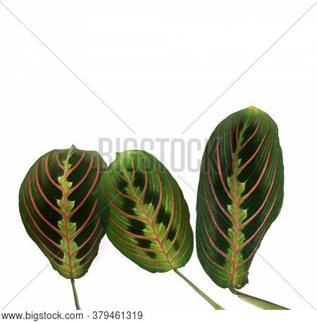 Maranta leuconeura erythroneura on a white background     